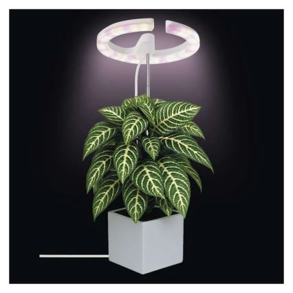 Dimbar LED-inomhuslampa för odling av växter GROW LED/8W/5V