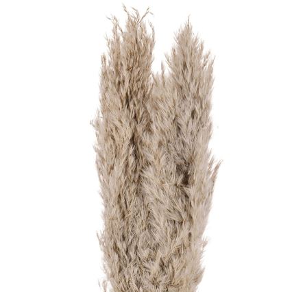 Eglo - Torkade blommor 55 cm beige