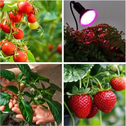 Flexibel bordslampa med klämma för växtodling PLANTY 1xE27/30W/230V svart