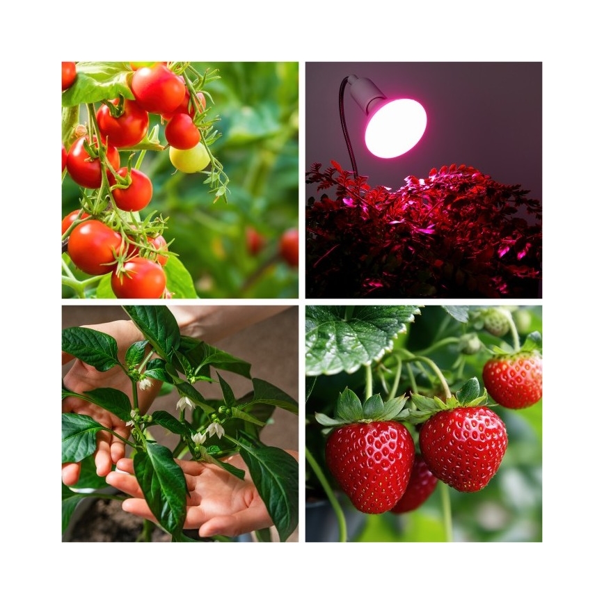 Flexibel bordslampa med klämma för växtodling PLANTY 1xE27/30W/230V vit