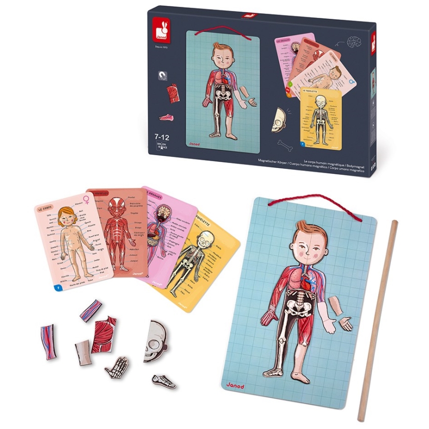 Janod - Magnetiskt pussel BODYMAGNET människokroppen