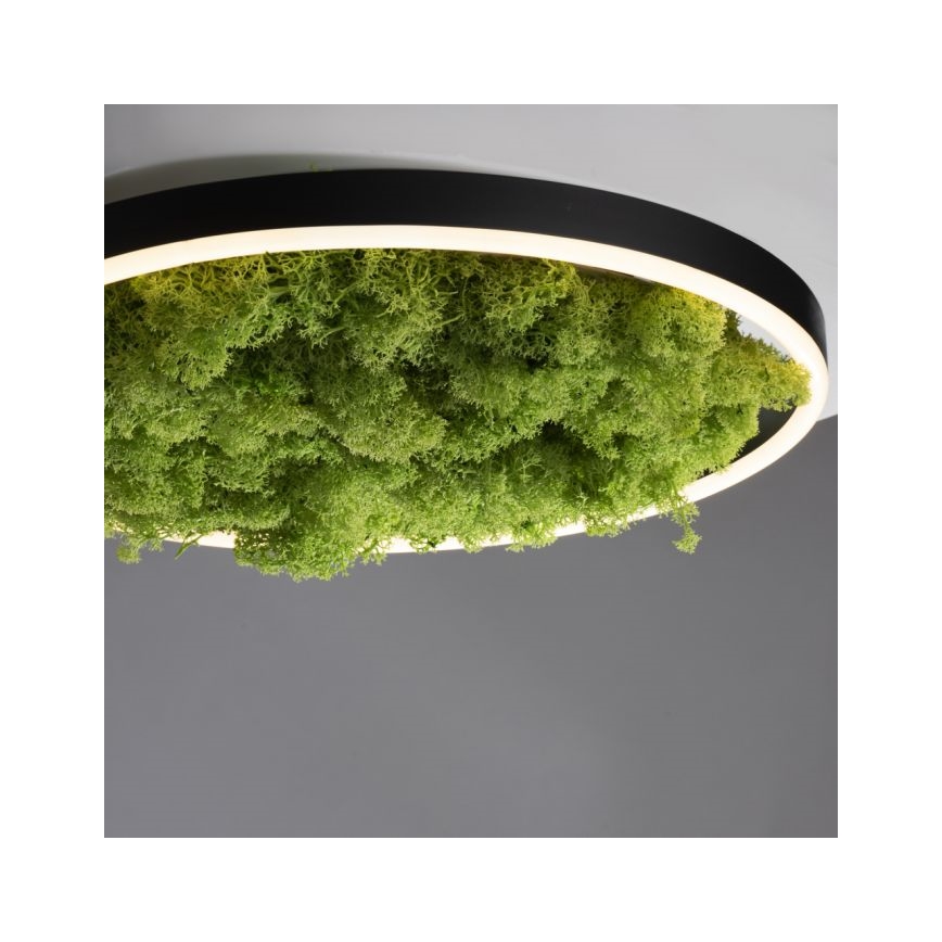 JUST LIGHT. 15391-66 - LED Dimbar taklampa GRÖN RITU LED/20W/230V
