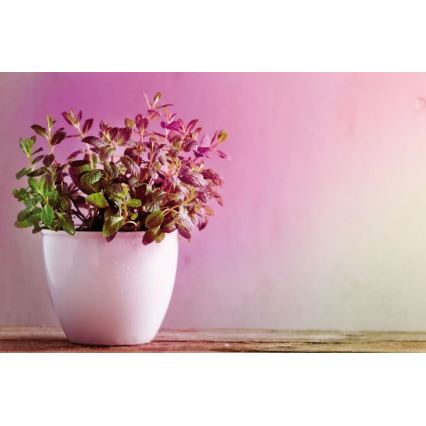 LED Glödlampa för växttillväxt GROW GRÖN R50 E14/4W/230V - Paulmann 28734