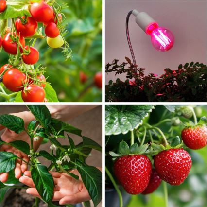 LED Glödlampa för växttillväxt PLANTY E27/8W/230V 1200K