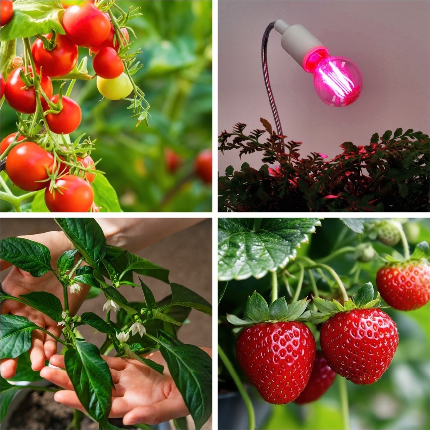 LED Glödlampa för växttillväxt PLANTY E27/8W/230V 1200K