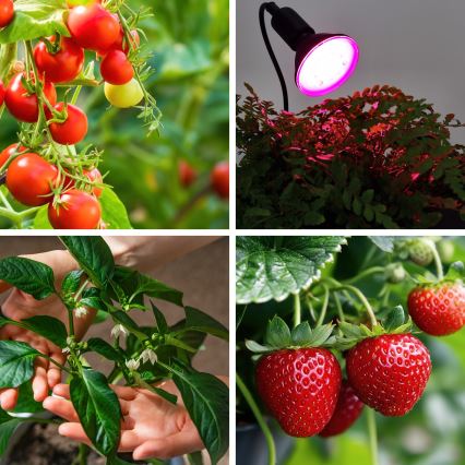 LED Glödlampa för växttillväxt PLANTY E27/9W/230V 1200K svart