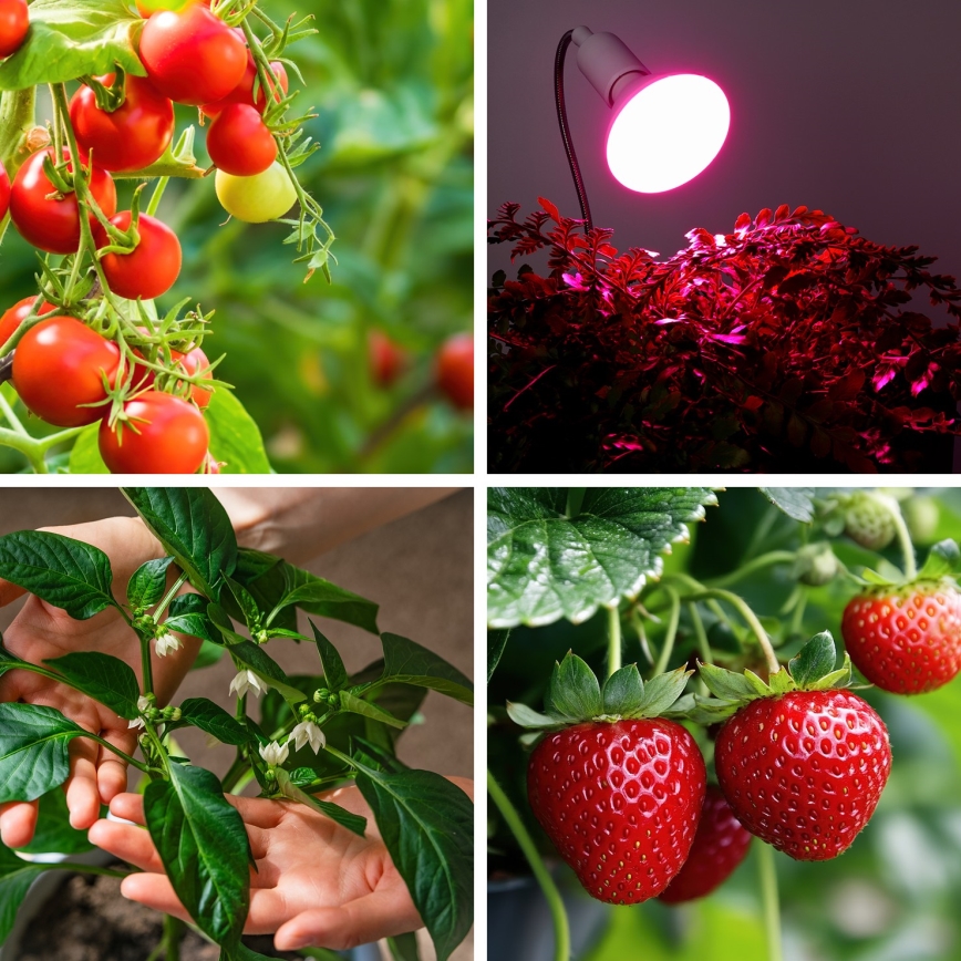 LED Glödlampa för växttillväxt PLANTY E27/9W/230V 1200K vit