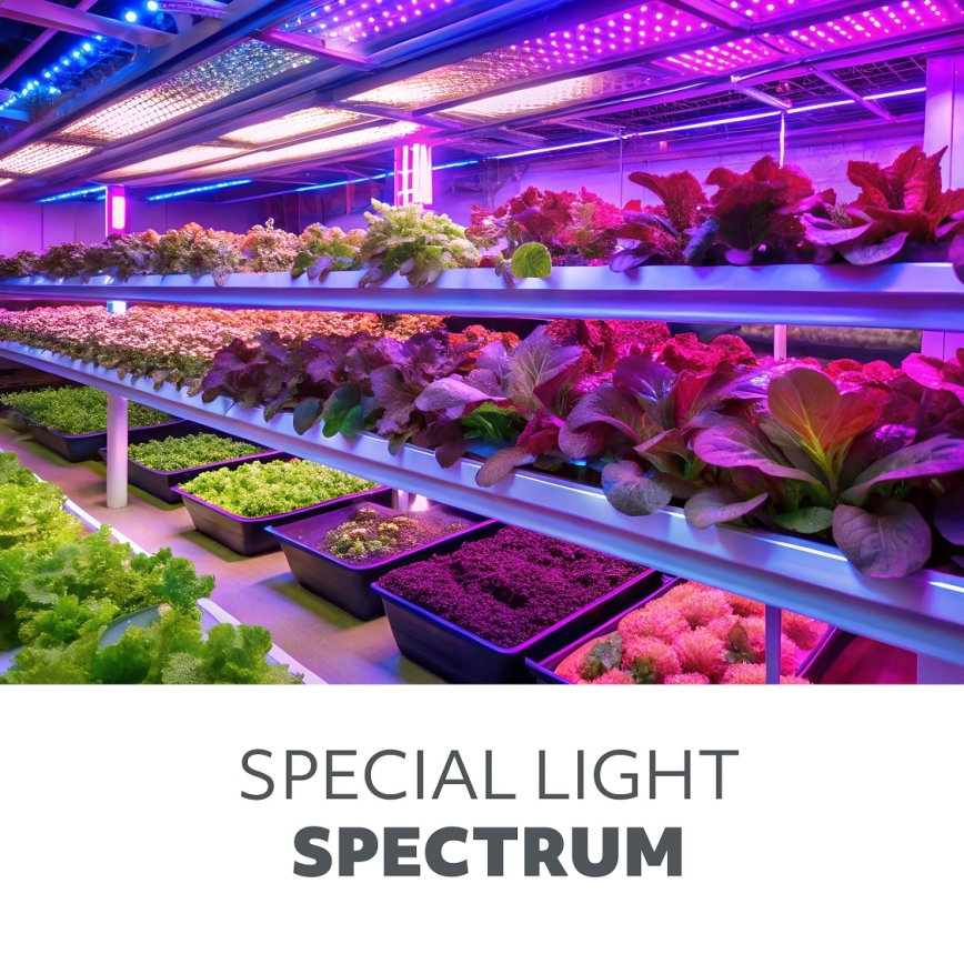 LED Glödlampa för växttillväxt VITABLOOM E27/40W/230V 1200K - Brilagi