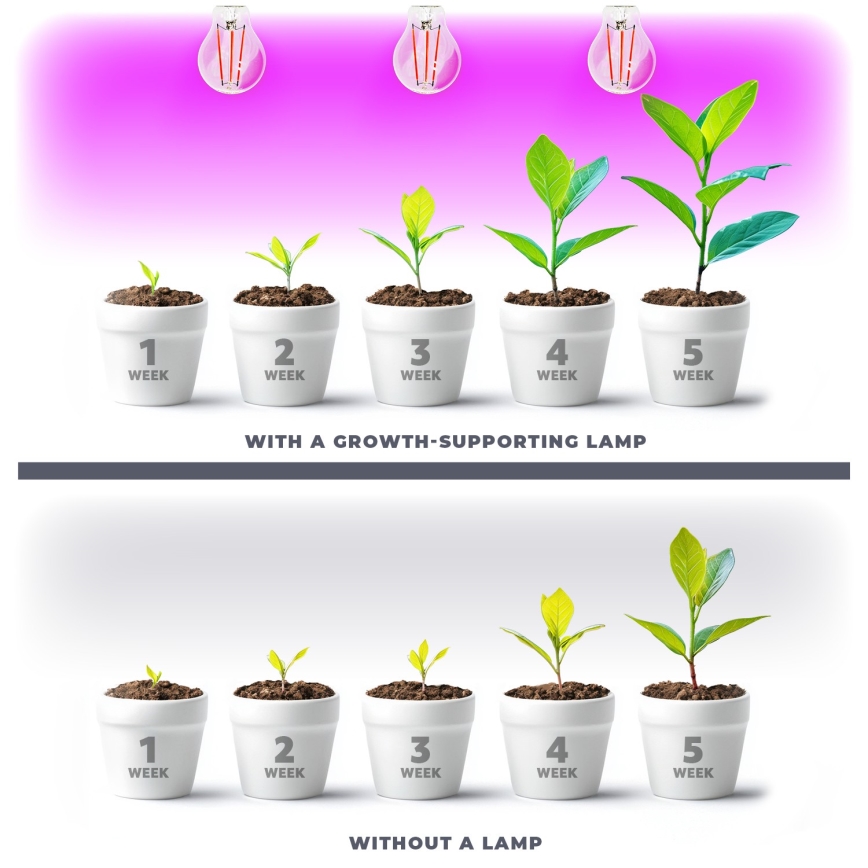 LED Glödlampa för växttillväxt VITABLOOM E27/8W/230V 1200K - Brilagi