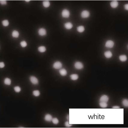 LED Jul utomhusprojektor LED/4W/230V IP44 vit