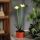 LED-solarlampa LED/1,2V 200 mAh IP44 blomformad