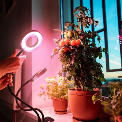 LED Dimbart flexibelt skrivbordslampa med klämma för växtodling VITARO 2xLED/4W/230V svart