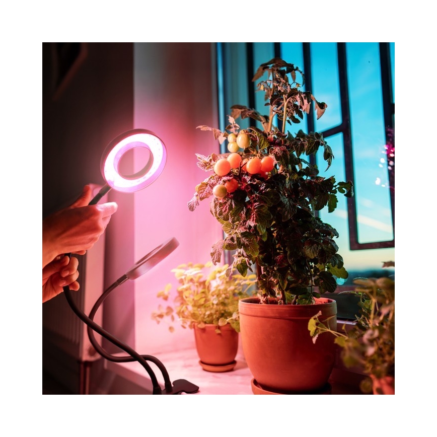 LED Dimbart flexibelt skrivbordslampa med klämma för växtodling VITARO 2xLED/4W/230V svart