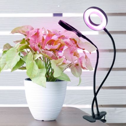 LED Dimbart flexibelt skrivbordslampa med klämma för växtodling VITARO 2xLED/4W/230V svart