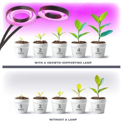 LED Dimbart flexibelt skrivbordslampa med klämma för växtodling VITARO 2xLED/4W/230V svart