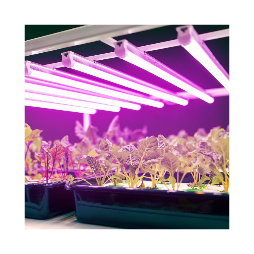LED Under-shelf Plant Grow Light GROWLY LED/9W/230V vit