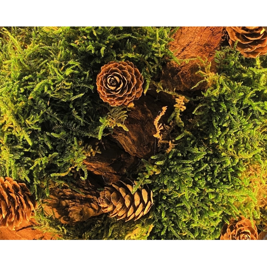 Li-Go 23654 - LED-dimbara bordsdekoration LED/12W/230V 20x22 cm valnöt/mossmotiv