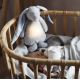 Moonie - Barn liten nattlampa kanin silver