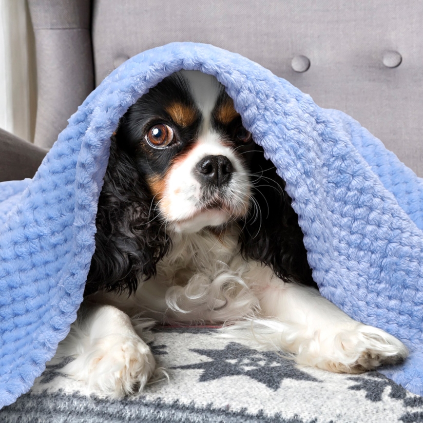 Nobleza - Filt för djur 80x80 cm blå