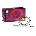 Philips - LED RGBW Ljusreglerad utomhus kedja HUE WHITE AND COLOR AMBIANCE 250xLED 24,4 m 2000-6500K IP54